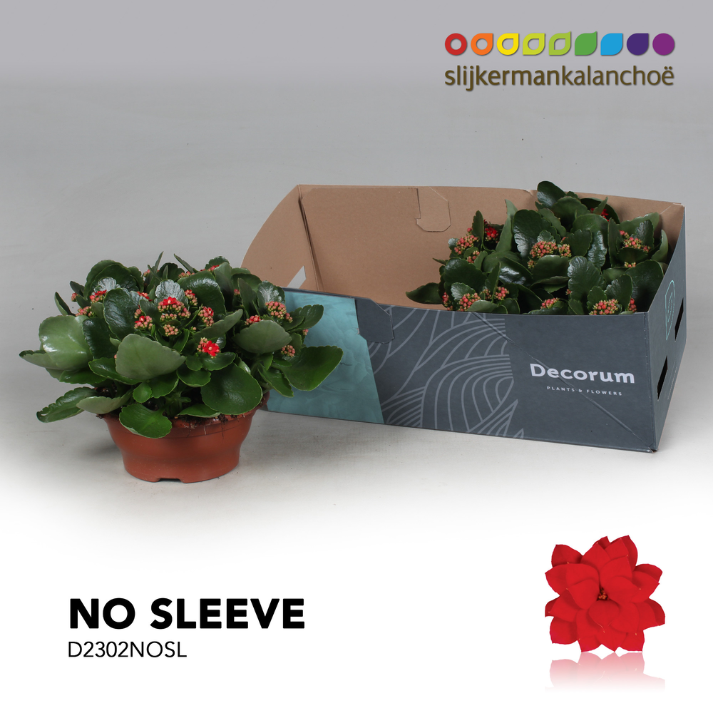Kalanchoe No Sleeve - Red.