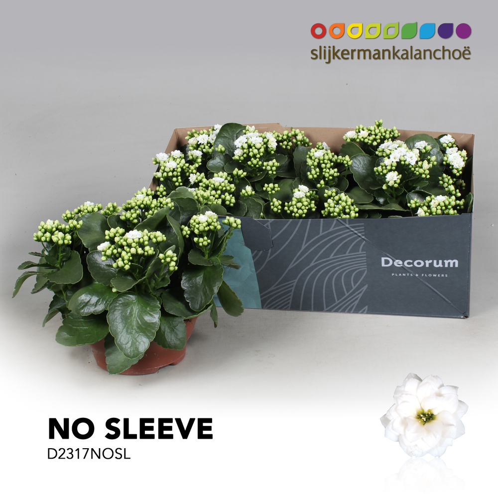 Kalanchoe No Sleeve - White.