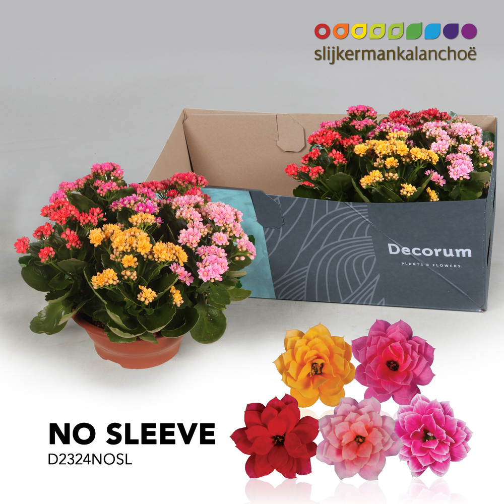 Kalanchoe No Sleeve - Carnaval.