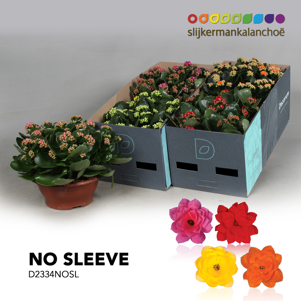 Kalanchoe No Sleeve - Mix.