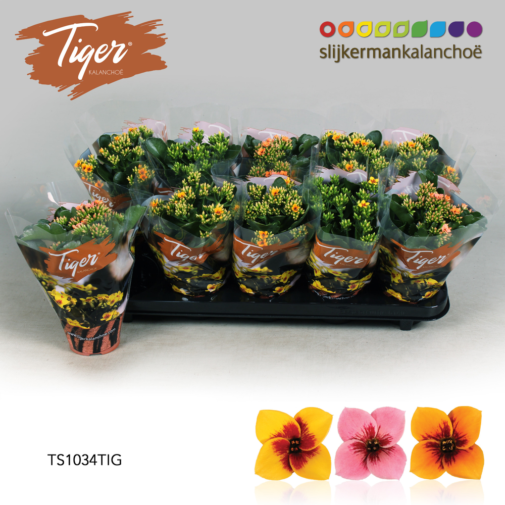 Kalanchoe Tiger - 10,5 cm Tiger Mix.