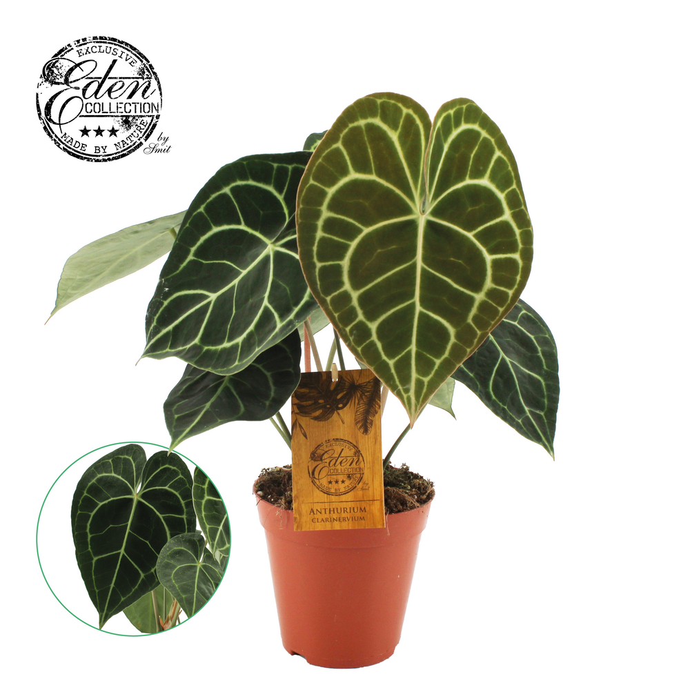 Anthurium Clarinervium 15cm.