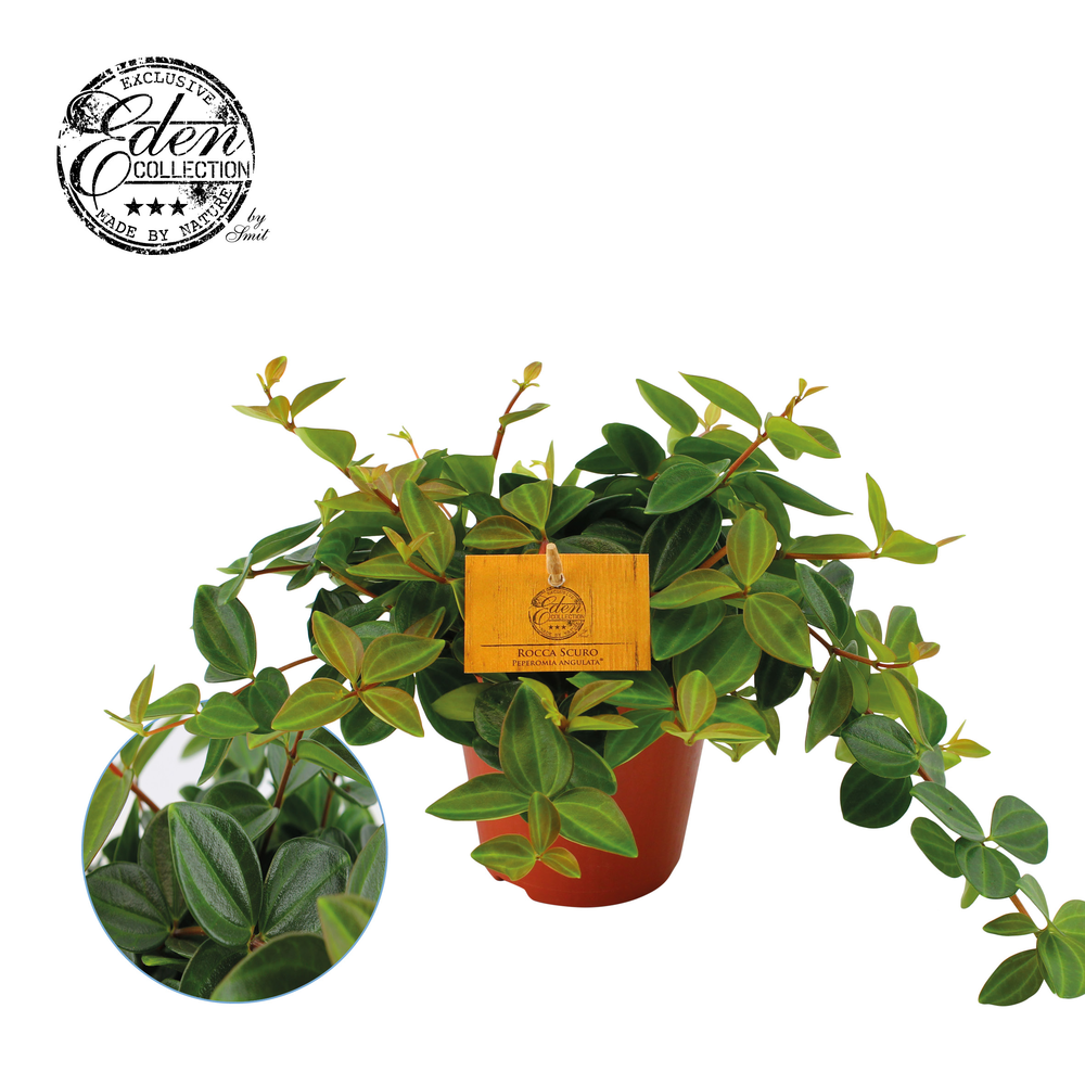 Peperomia Ang. Roc. Scuro 12cm.