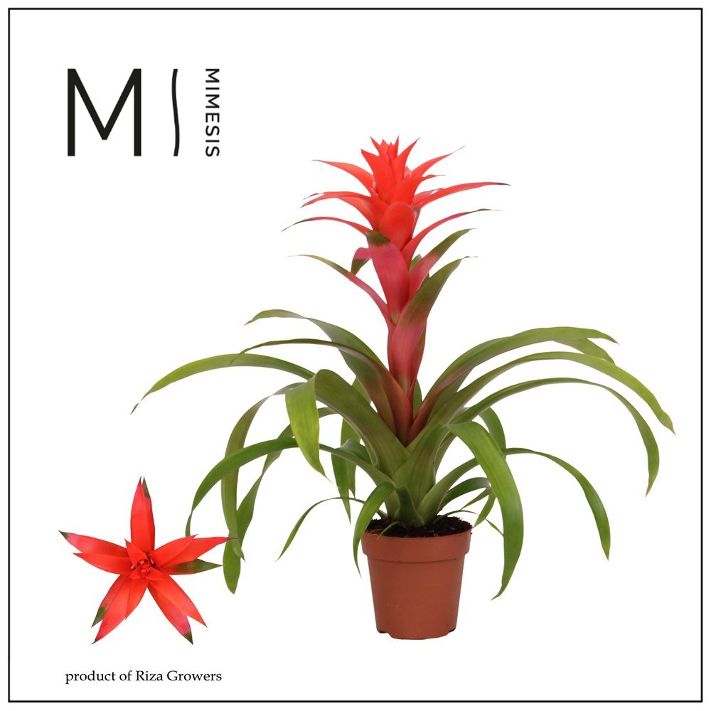 Mimesis Guzmania Suerte Salmon - 12 cm.