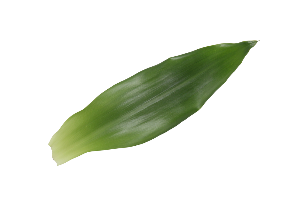 Dracaena Steudneri Green, 17cm pot.