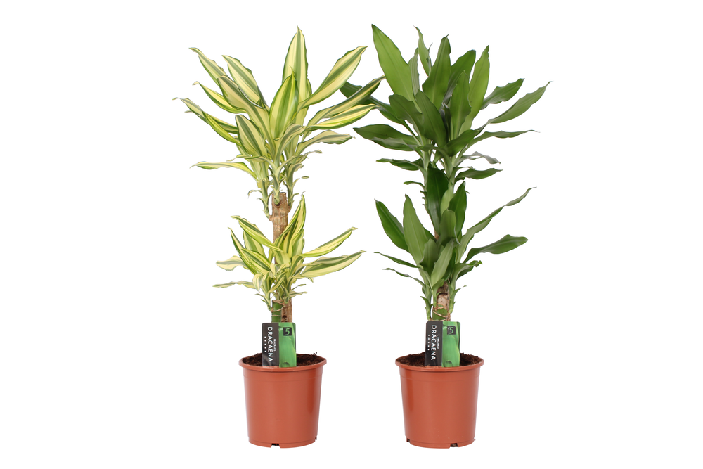 Dracaena 2 color mix, 17 cm pot.