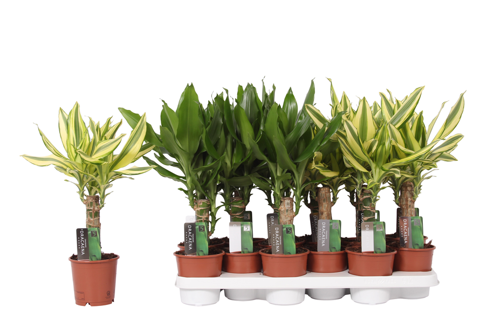 Dracaena 2 color mix, 11 cm pot.