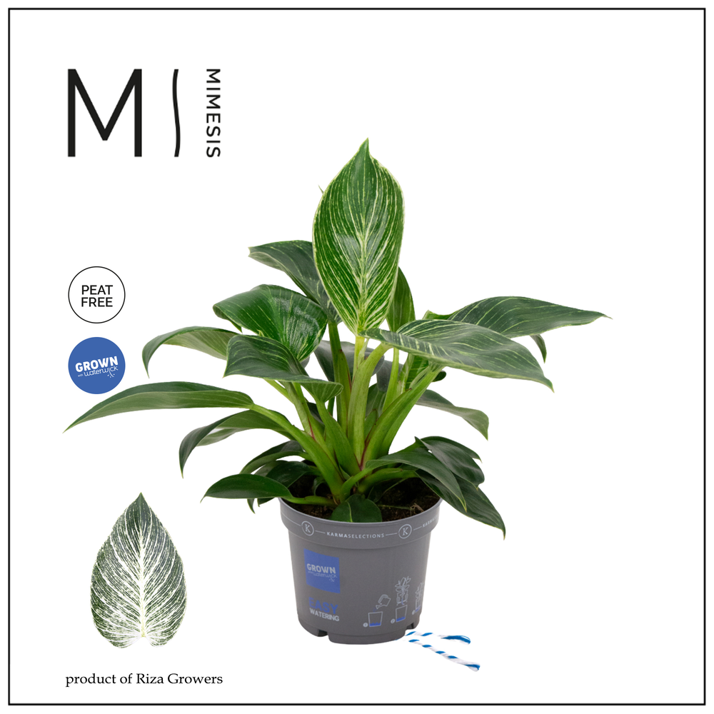 Philodendron - KARMA White Stripe | 12cm.