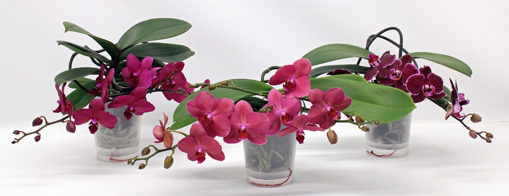 L'arrangeur D'orchidee ROOD (RIJP).