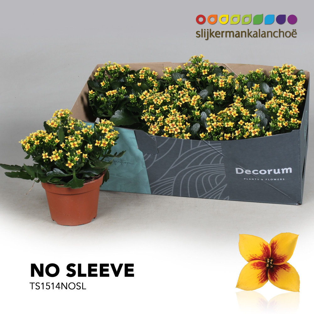 Kalanchoe No Sleeve - Tiger Yellow Single.
