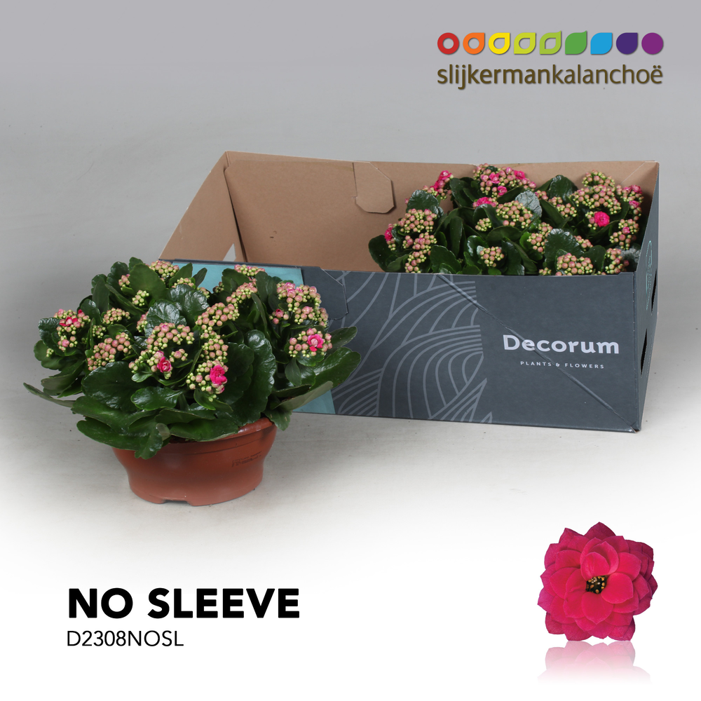 Kalanchoe No Sleeve - Purple.