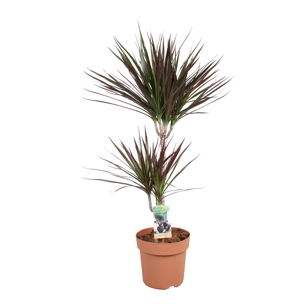 Dracaena Magenta 45-15.