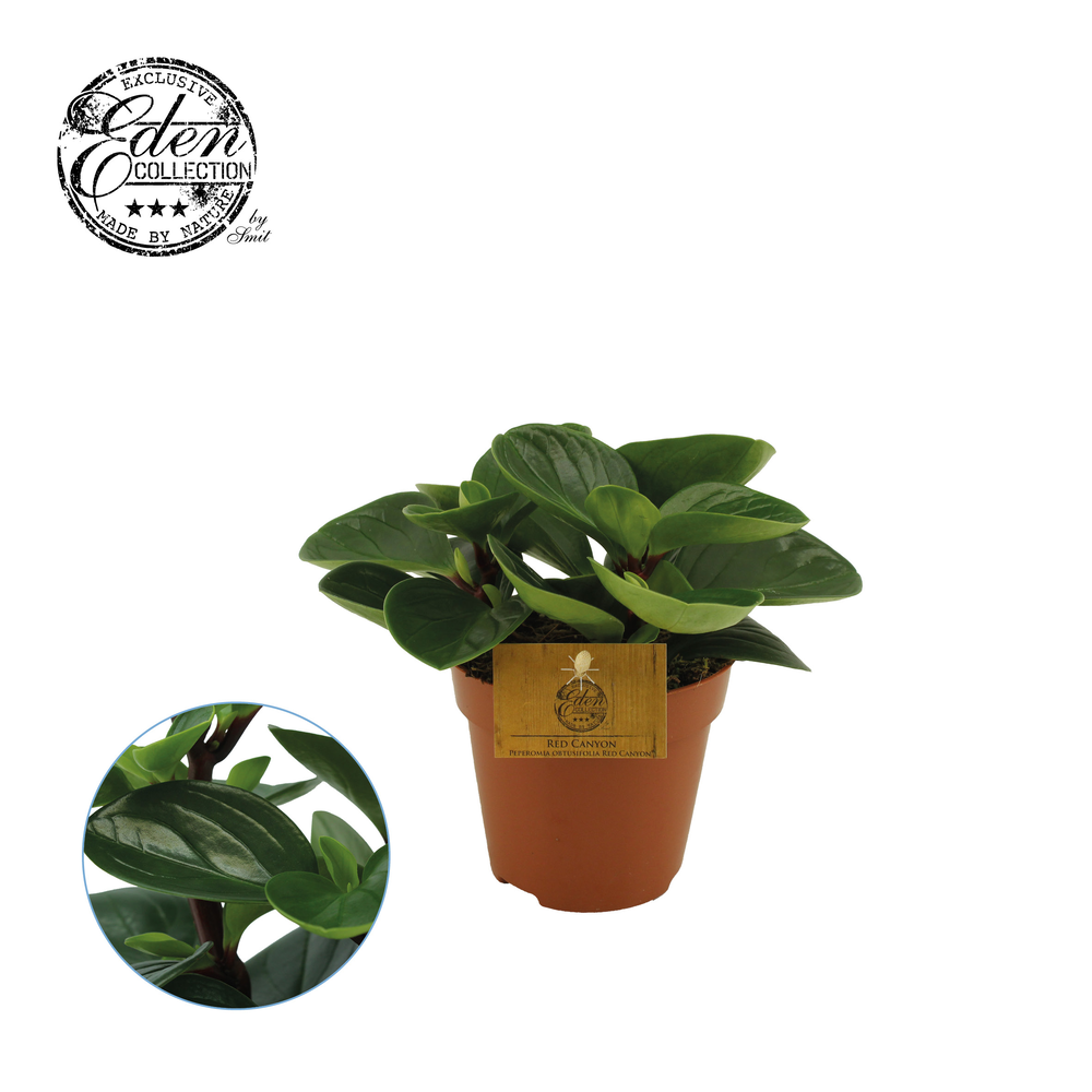 Peperomia Obtusifolia Red Canyon 12cm.