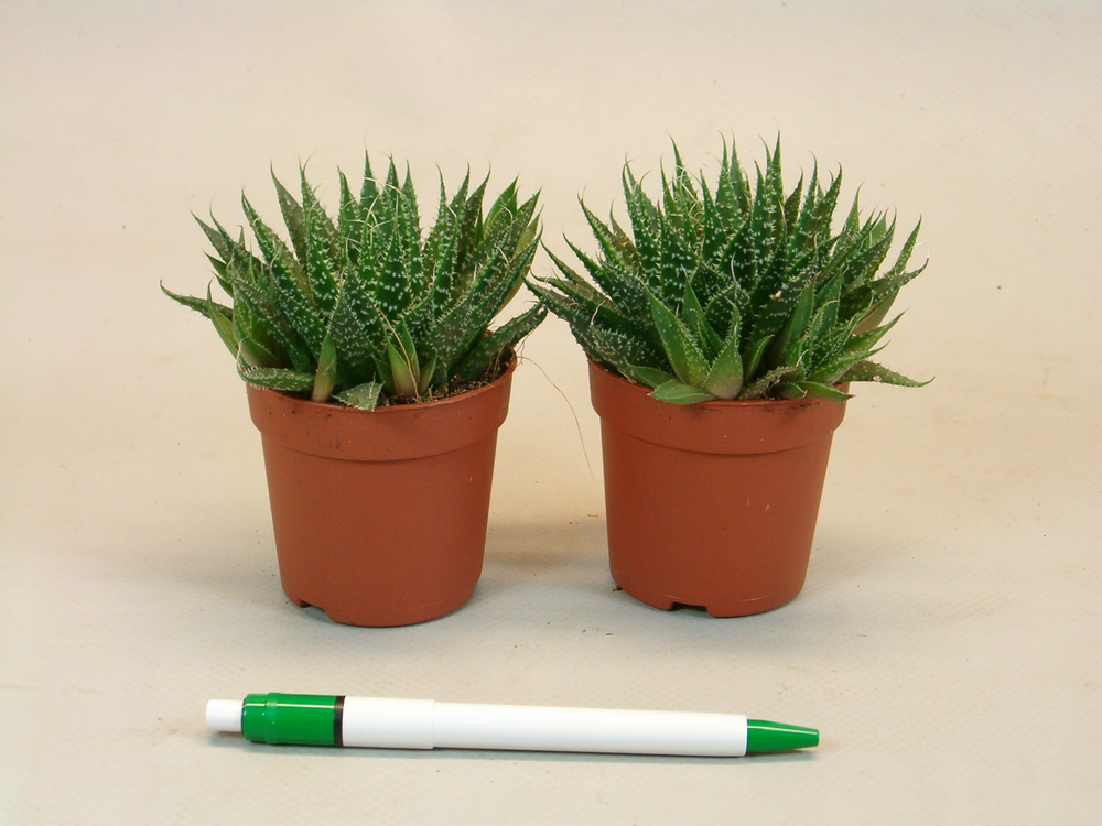Aloe aristata.