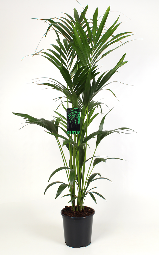 Kentia-Howea Forsteriana 24 cm 160 cm hoog.