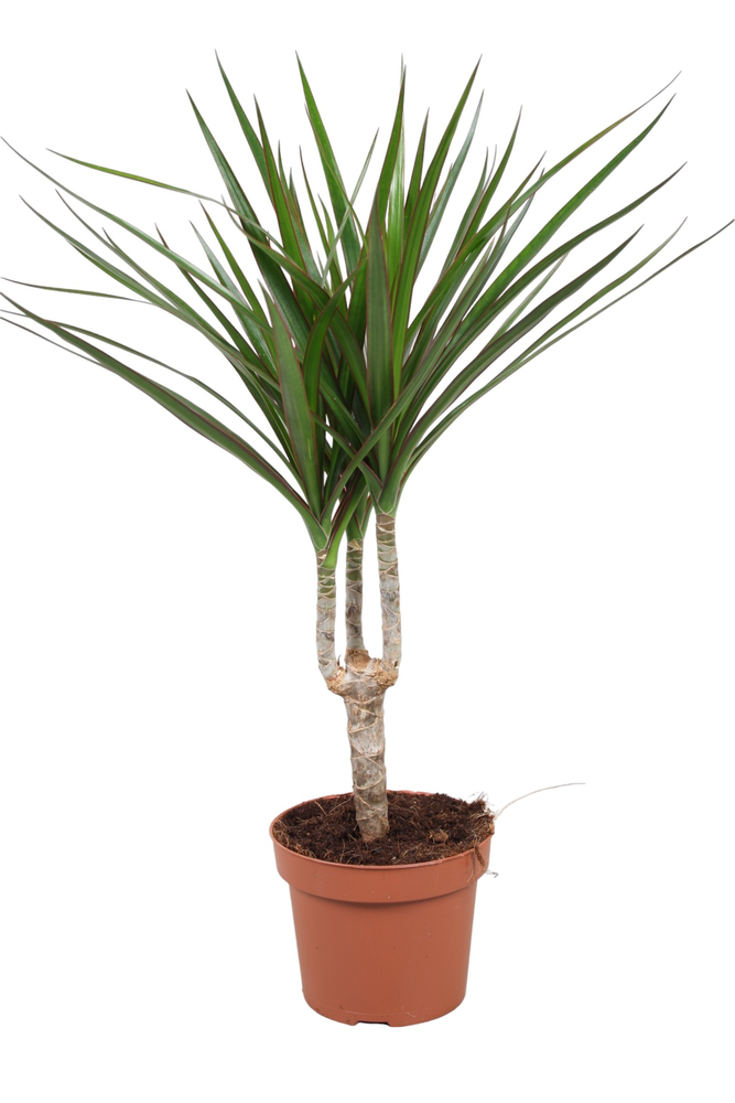 Dracaena Marginata enkele stam.