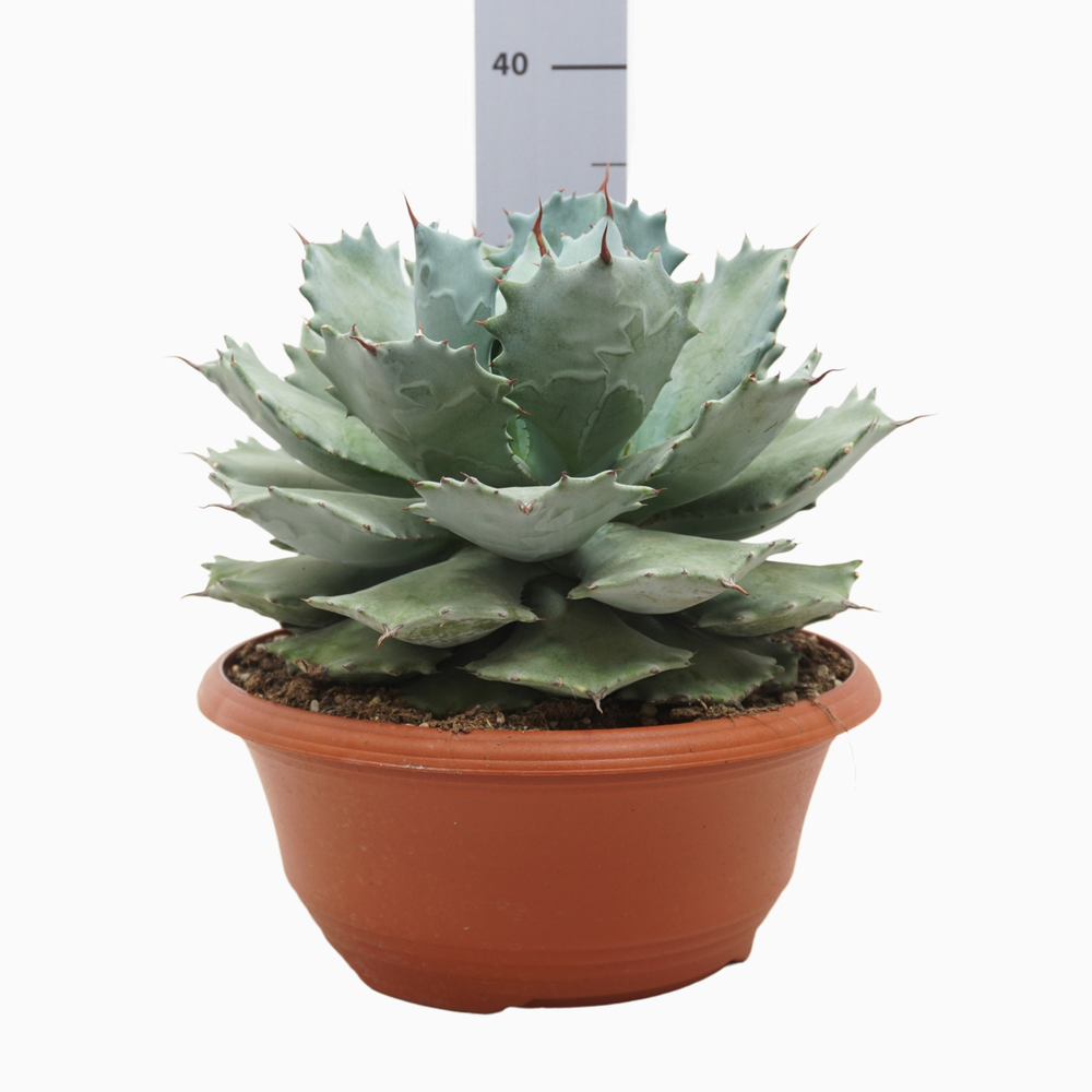 Agave potatorum 30 cm.