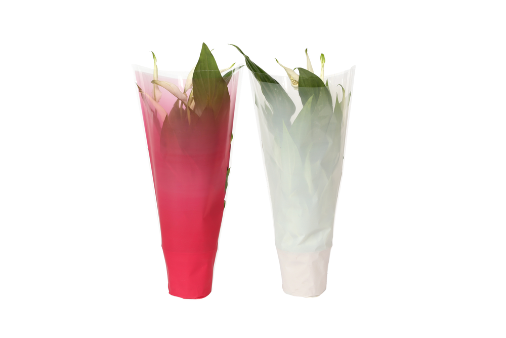 KP-794.2 - Spathiphyllum 9cm In gekleurde hoes, ke.