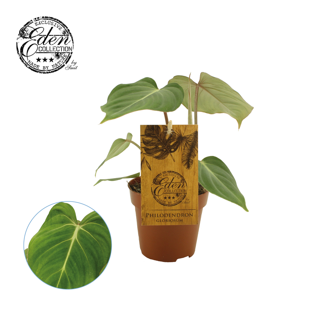 Philodendron Gloriosum 12cm.