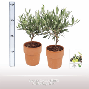Olea struik 16cm TC RMTC001.