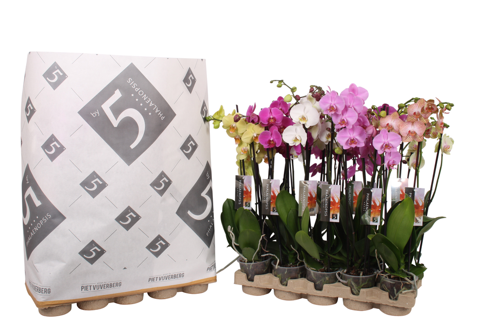 Phalaenopsis 3-spike 22+ mix in pulp tray.