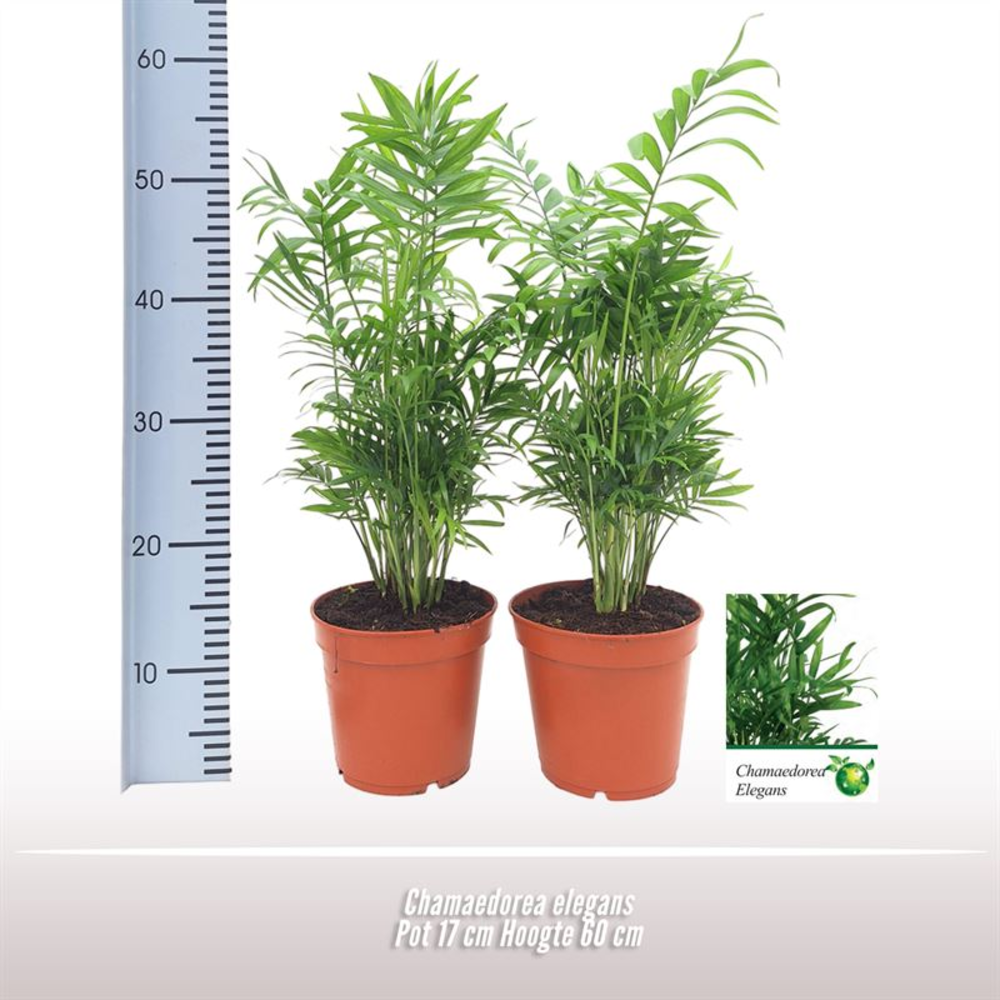 Chamaedorea elegans.