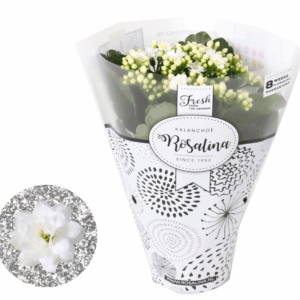 Kalanchoe Rosalina 12cm TST wit, Hoes met glitters