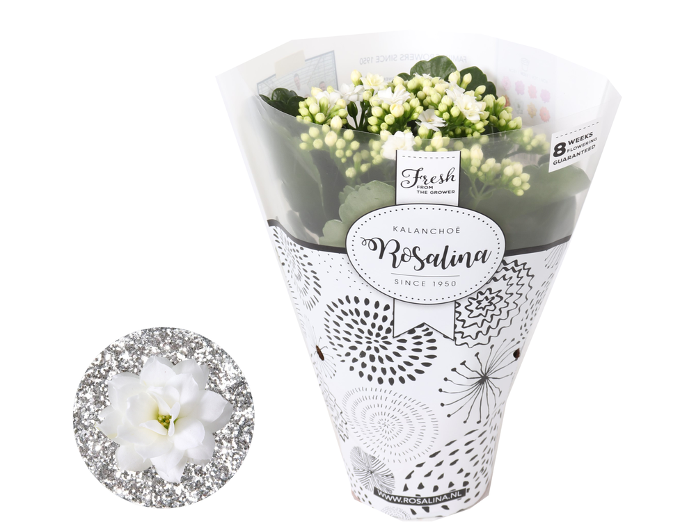 Kalanchoe Rosalina 12cm TST wit, Hoes met glitters.
