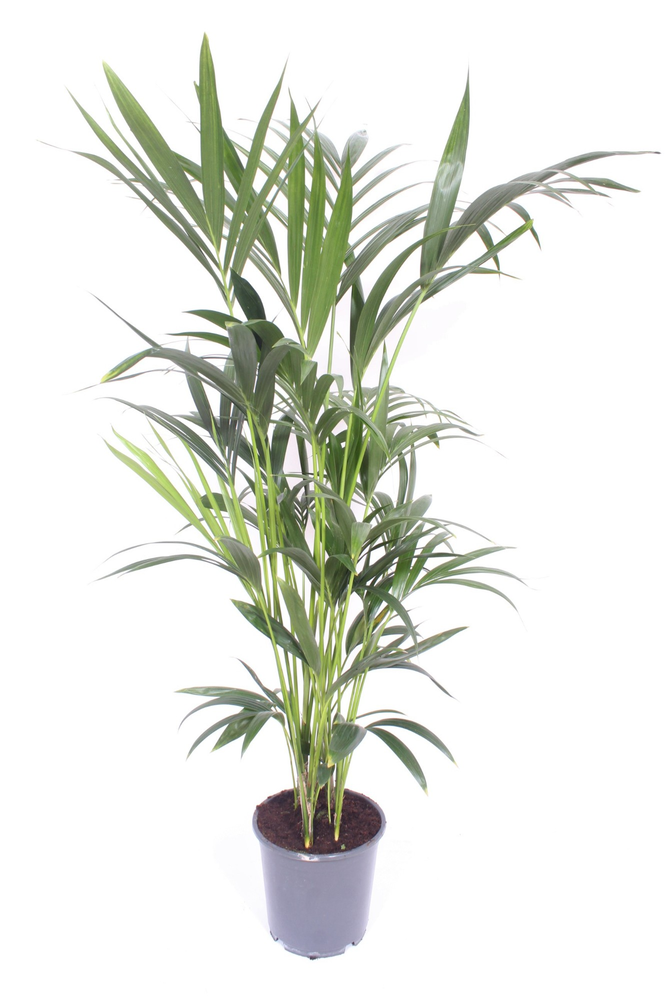 Howea forsteriana 6 per pot.