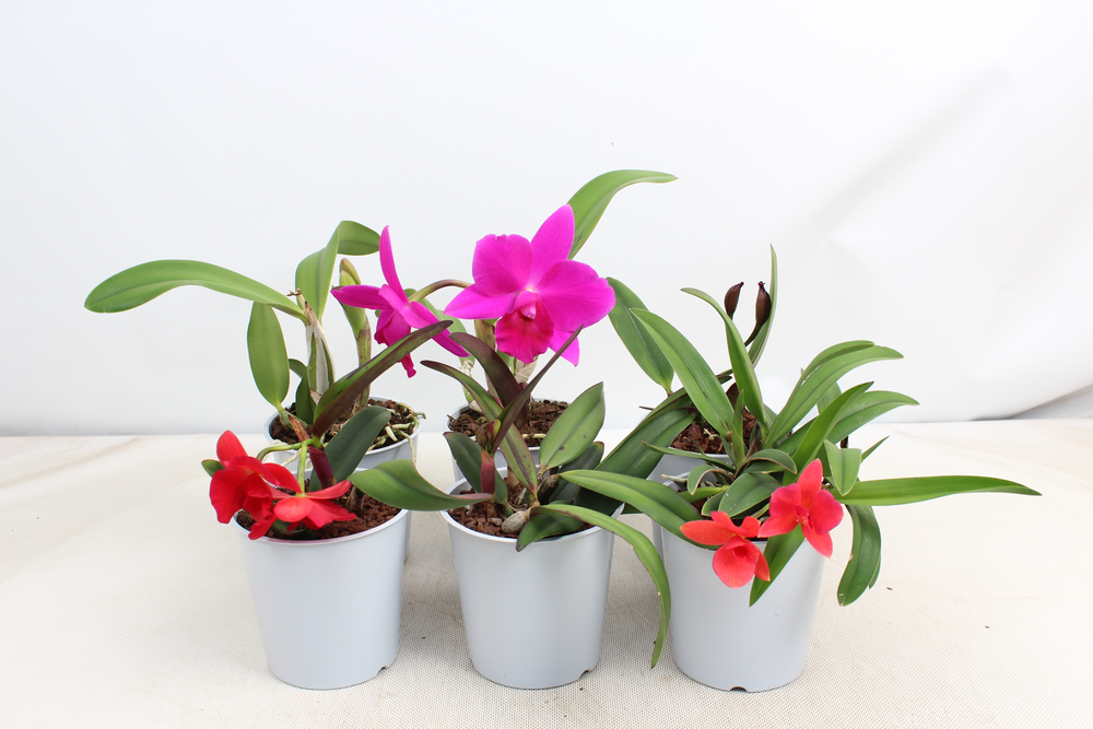 Cattleya kleinbloemig 1 tak 2+ knop 12 cm.