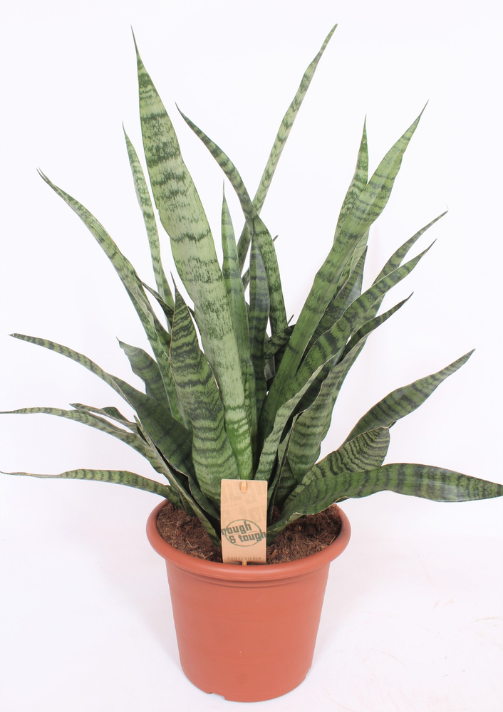 Sansevieria Diamond Green.