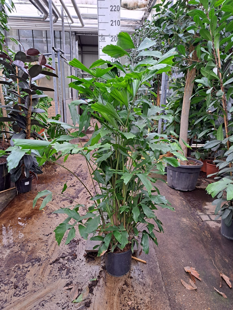 Caryota Mitis bush 190.