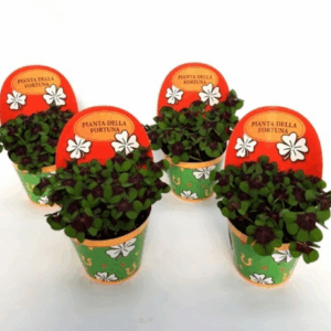 Oxalis deppei Geluk Italiaans