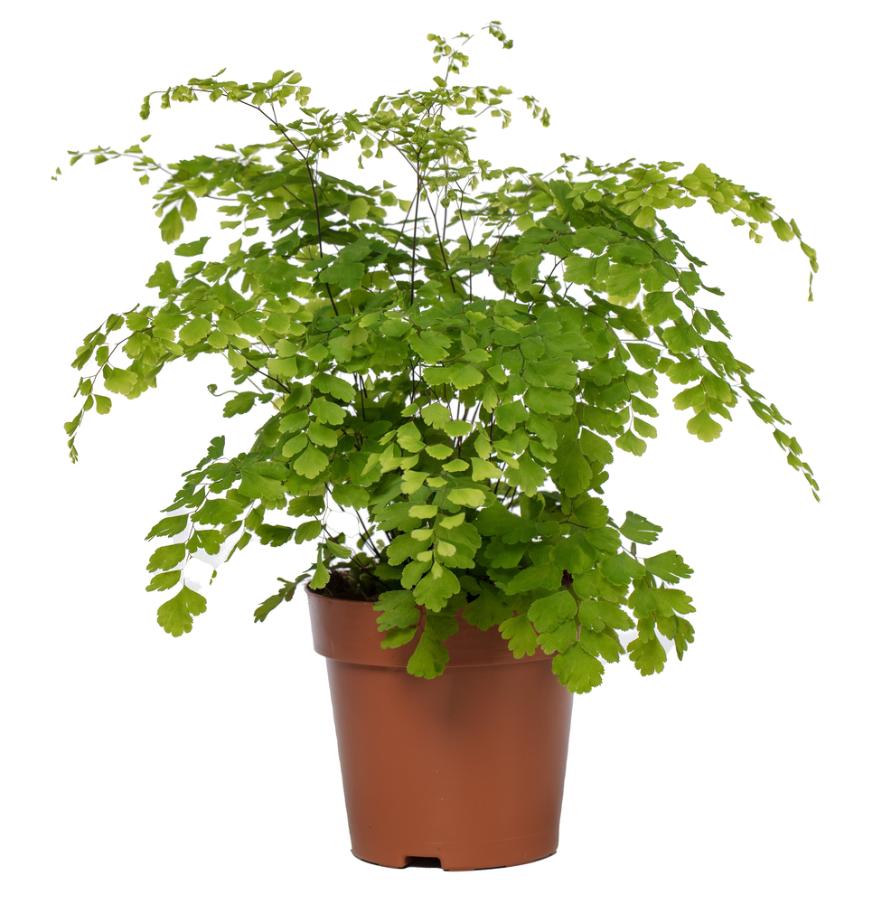 Adiantum 'Fragrans'.