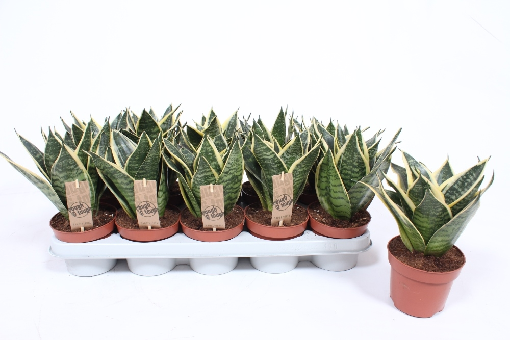 Sansevieria Golden Edge Hahnii.