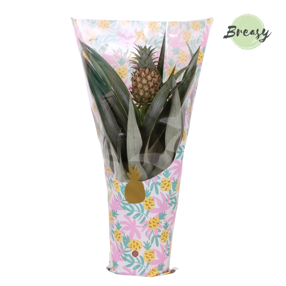 Ananas Mi Amigo Dulce.