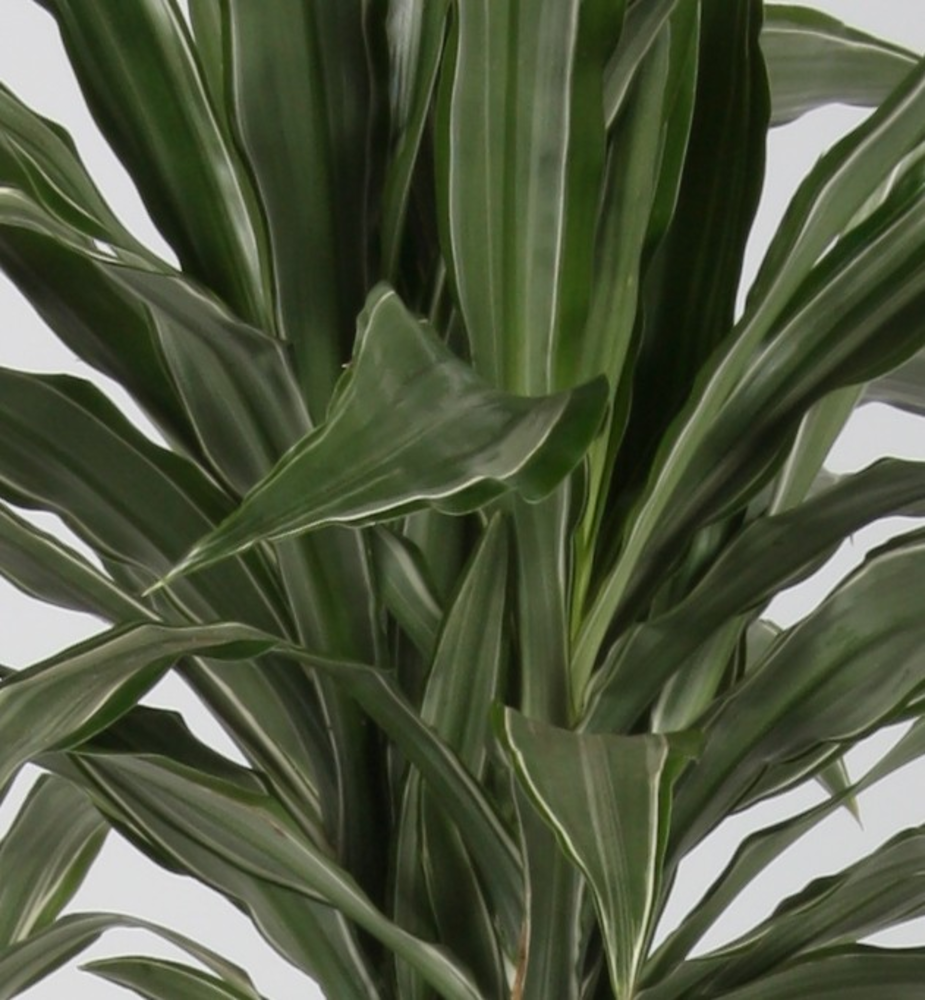 Dracaena warneckei 30-10 70.