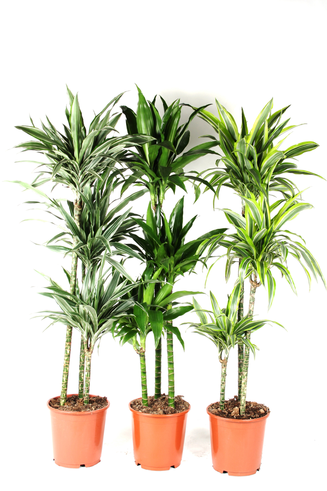 Dracaena mix 90-60-30.