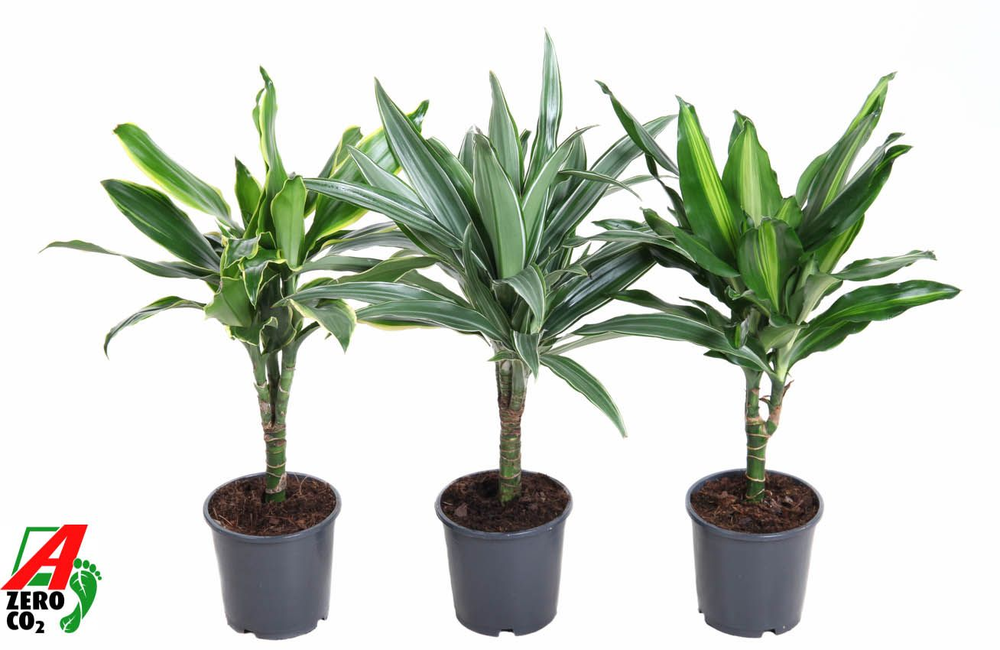 Dracaena mix stam 15cm P13.