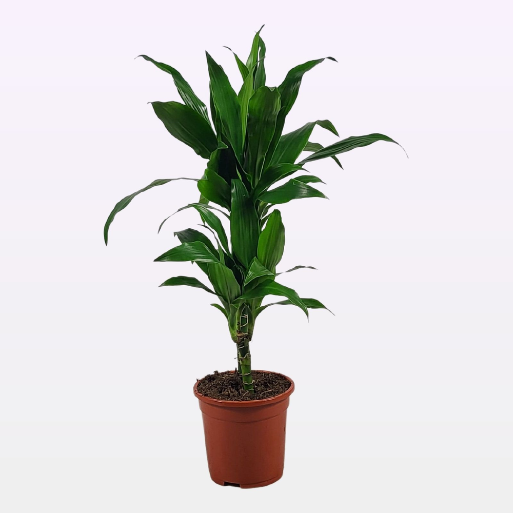 Dracaena Janet Craig 30-10 75cm.