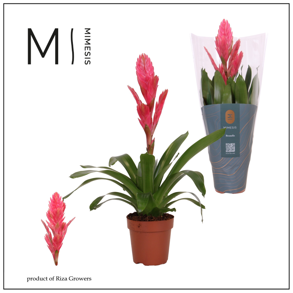 Mimesis Vriesea Salima - 12 cm.