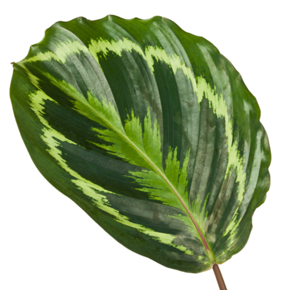Calathea 14cm Medaillon Rhythm of Nature.