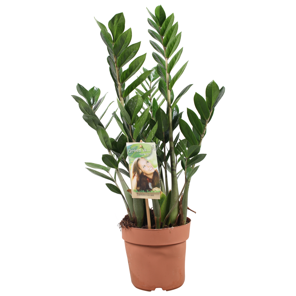 Zamioculcas 4-5 veren - hoogte 55-60 cm..