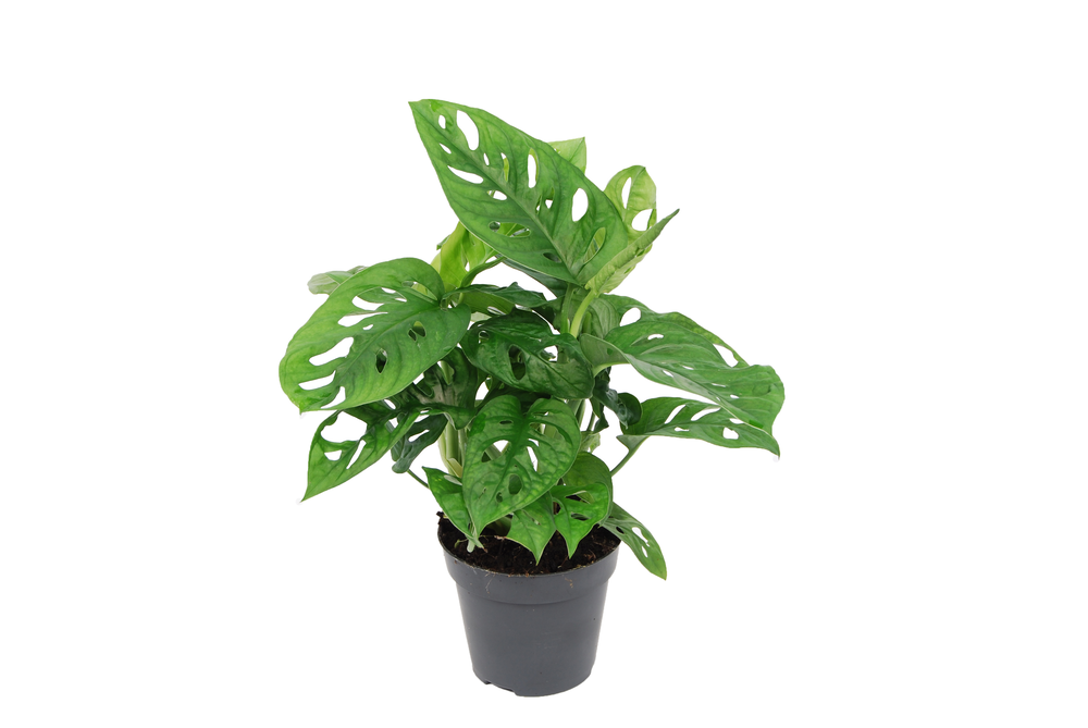 Monstera 'Monkey Leaf'.