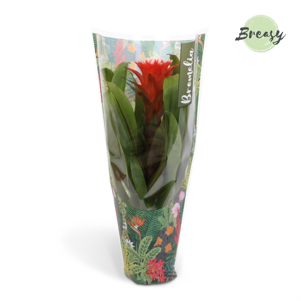 Guzmania Rockyflower Hope Jungle.