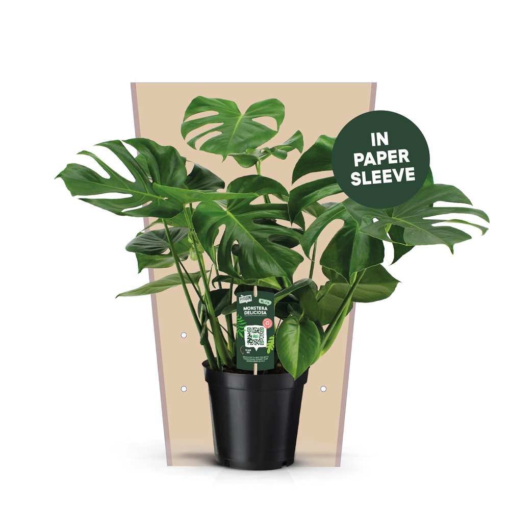 Monstera Deliciosa 21.