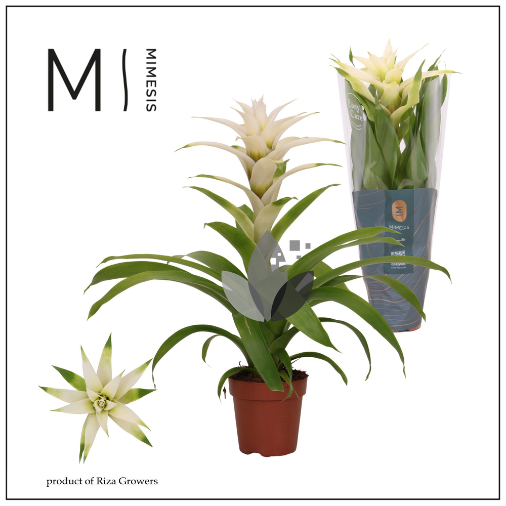 Mimesis Guzmania Suerte White - 12 cm.