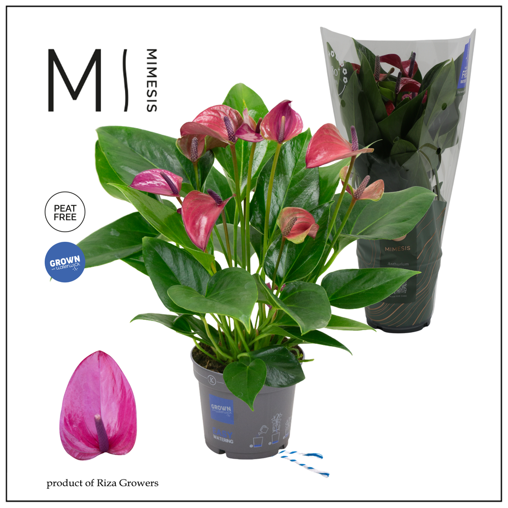 Mimesis Anthurium KARMA Purple - 12cm.