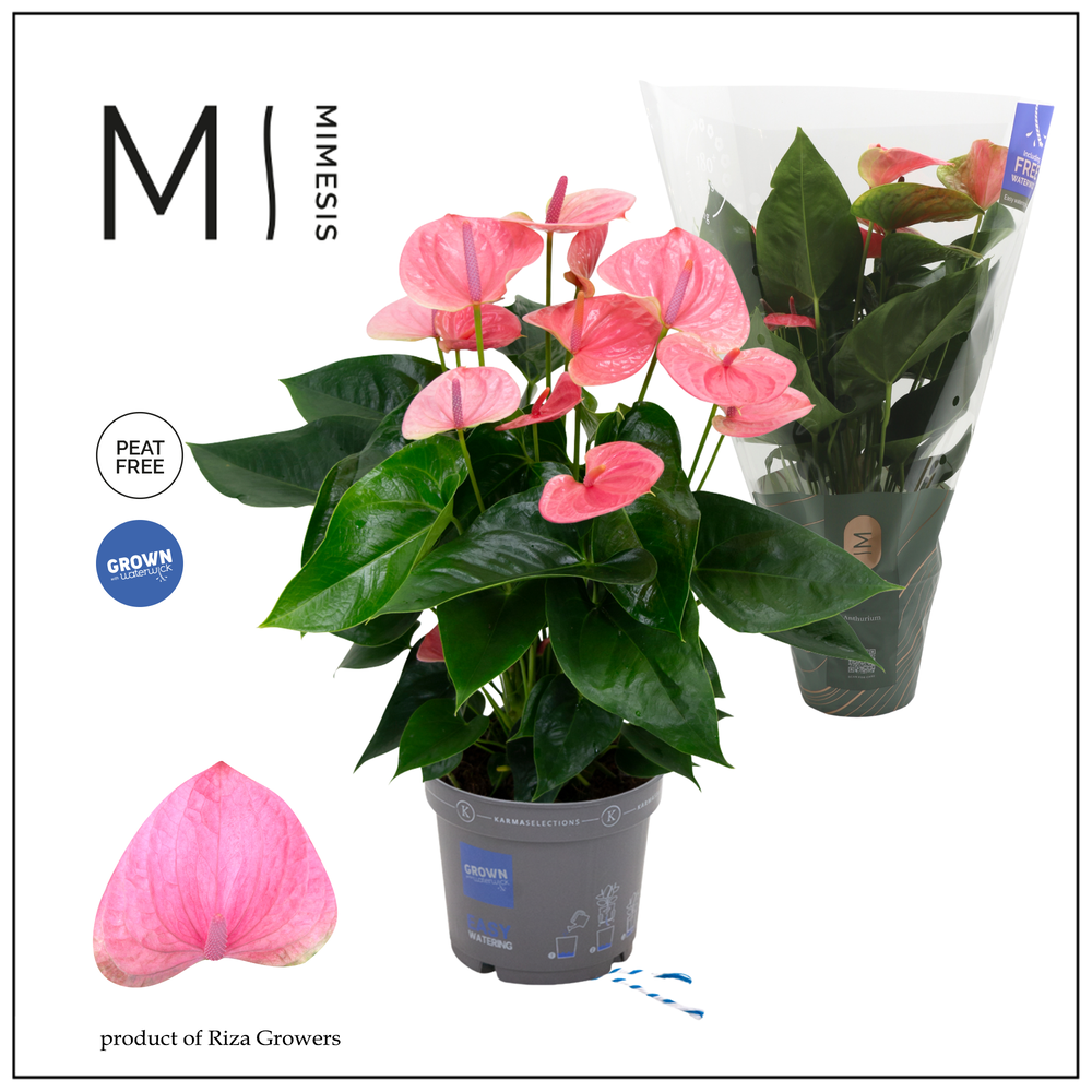 Mimesis Anthurium KARMA Sweet Dream - 17cm.