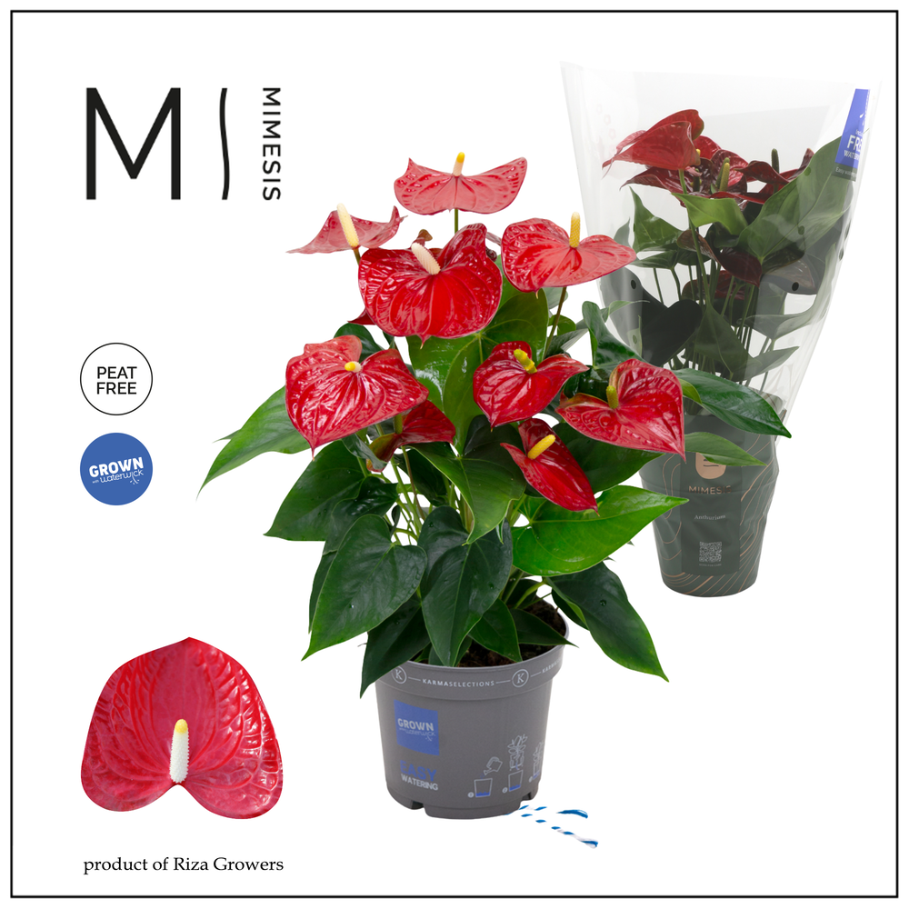 Mimesis Anthurium KARMA Red - 17cm.